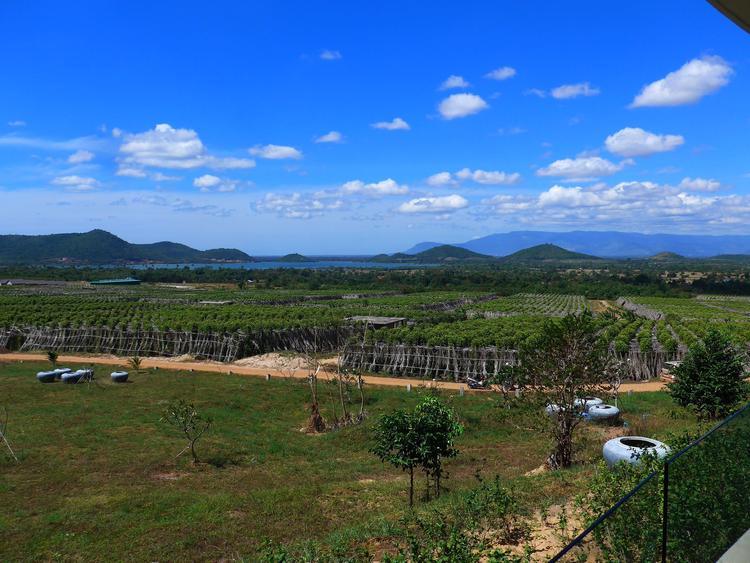 La plantation kampot poivre Cambodge 