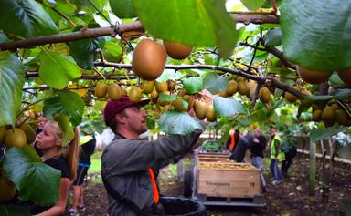 Kiwi picking