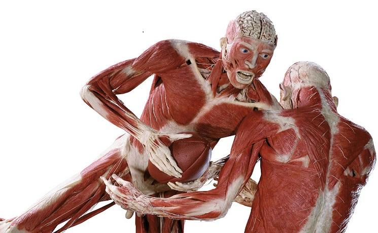 bodyWorldsvital Auckland 