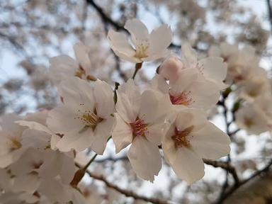 Saison des cerisiers en fleurs en Corée du Sud : où et quand ?