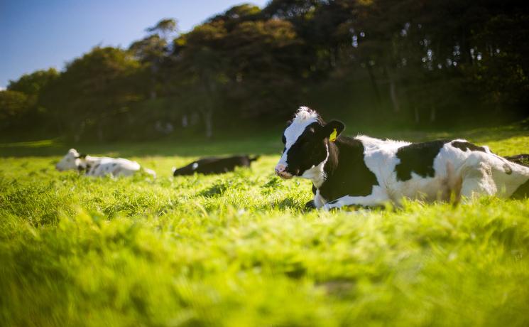 vaches paturages