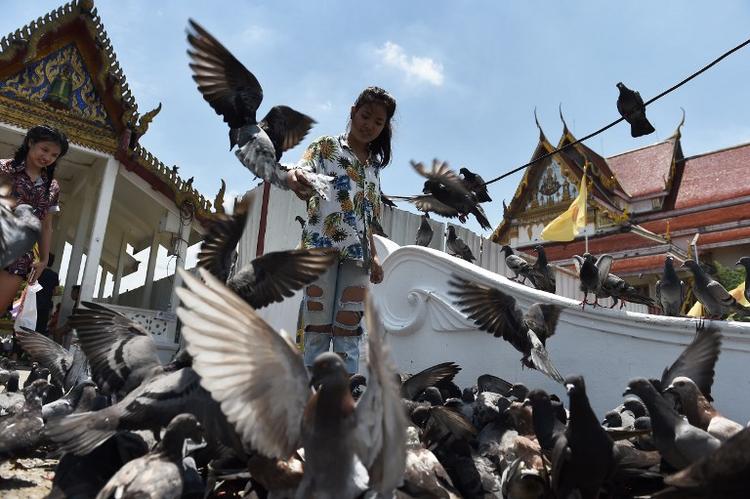 Campagne d'abattage de pigeon lopburi