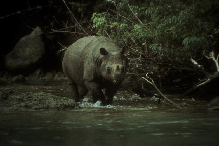 Javan Rhino (Rhinoceros sondaicus) on Cigenter River - Ujungkulon - West Java - 20 copy copy