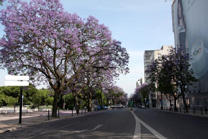 Un Jaracanda à Lisbonne