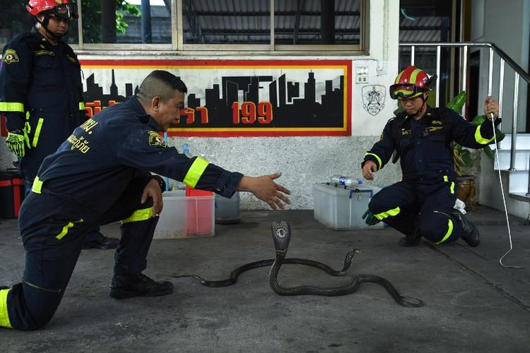 Pompier chasseur de serpent Bangkok