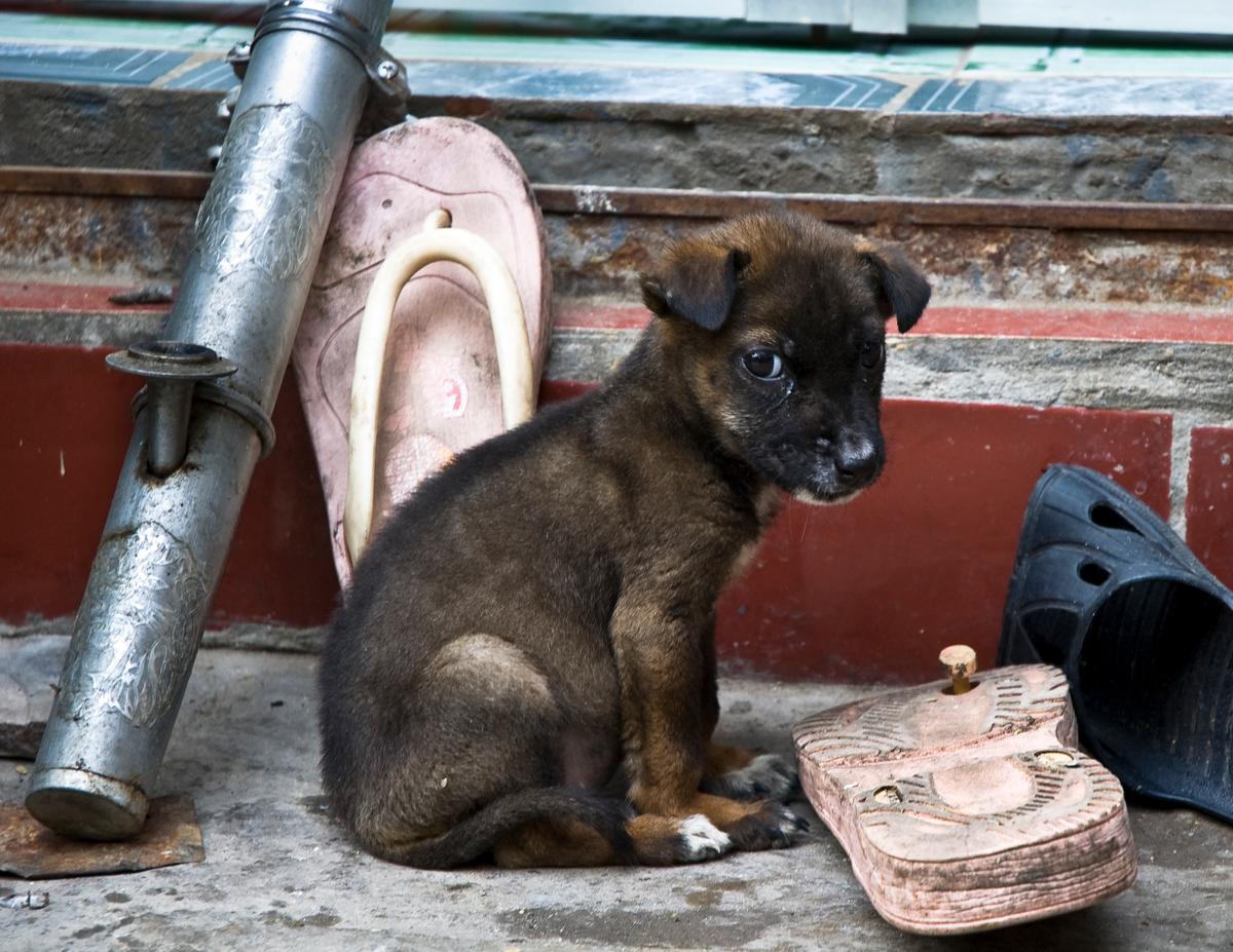 hanoi viande chien chat 