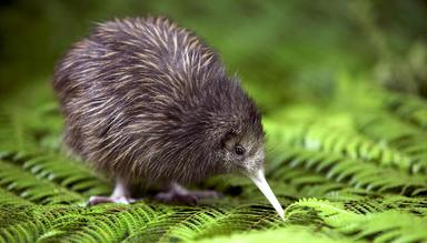 Kiwis réintroduit à Wellington