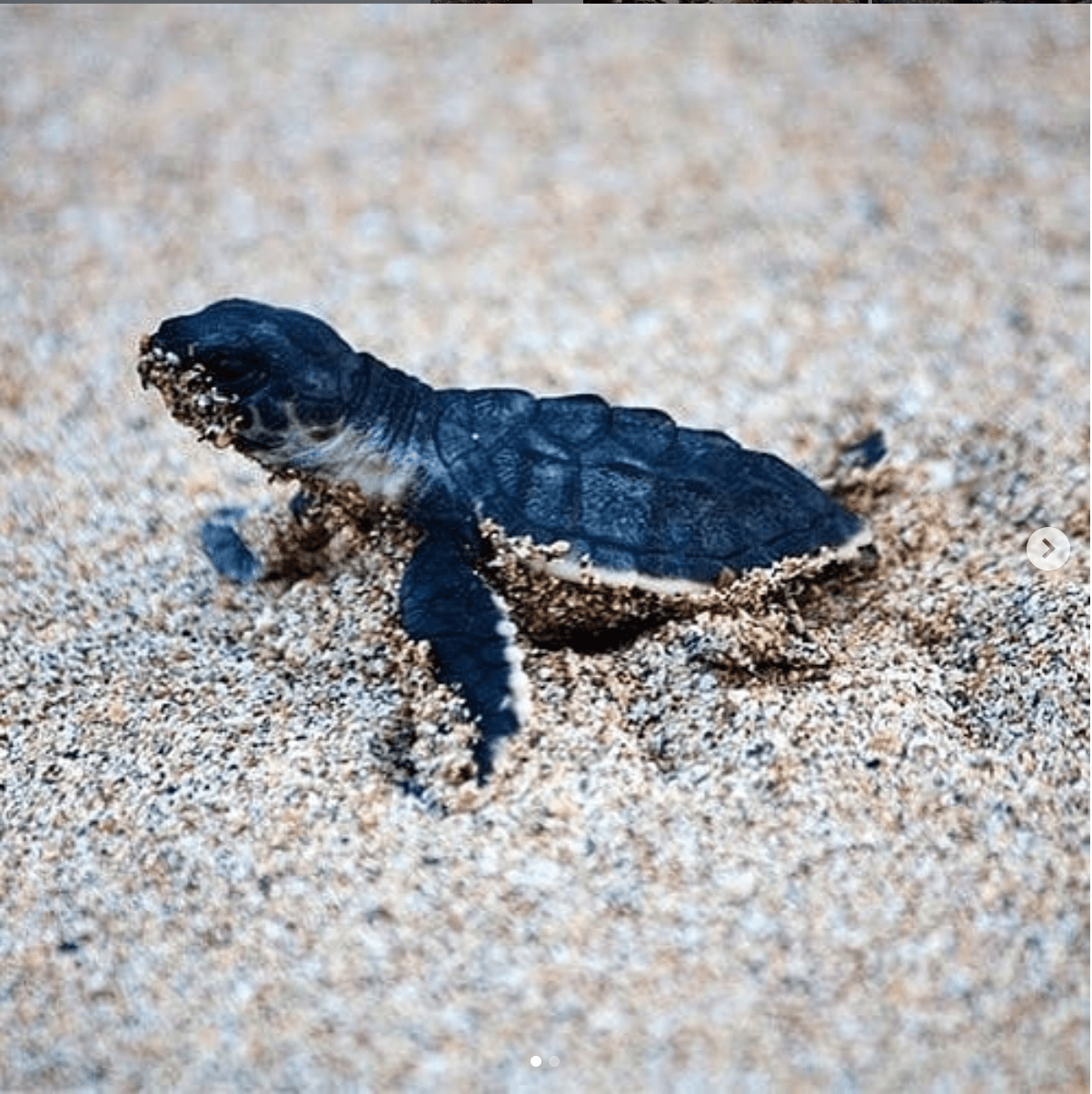 Olive ridley turtles Versova Mumbai