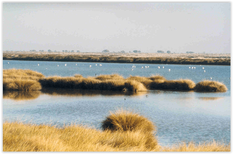 doñana