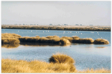 doñana