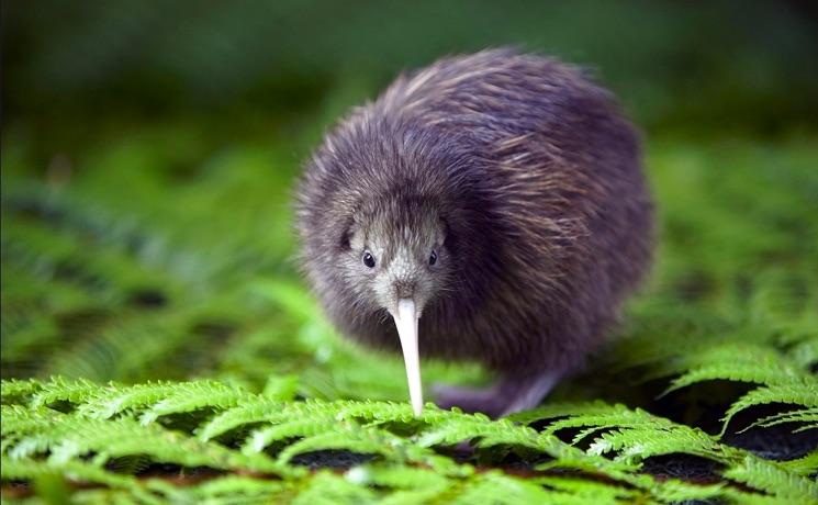 30.000 kiwis nature 2030