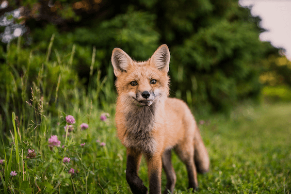 nombre renards quadruplé vingt 20 ans Londres Angleterre 