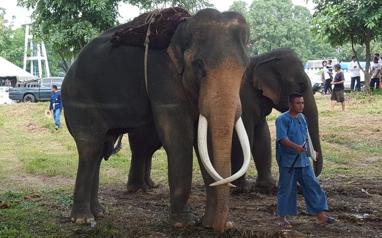 Elephant-Thailande