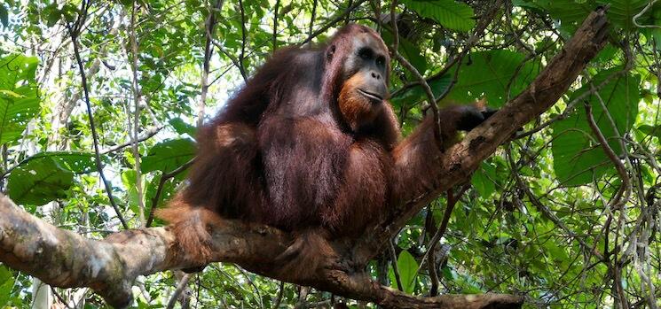 Un orang-outan du parc de Tanjung Puting  en Indonésie