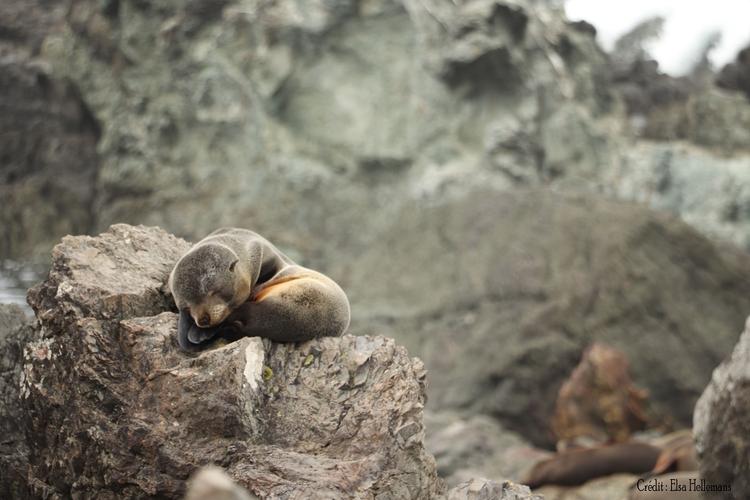 Otaries, Wellington, reproduction, Cape Palliser