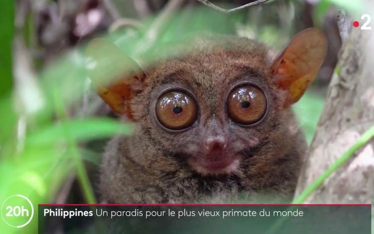 tarsier bohol sanctuaire