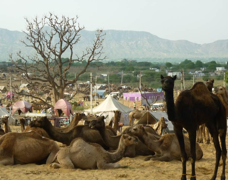 la foire 3