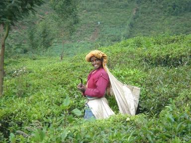 une plantation de thé dans les Nilgiris Inde