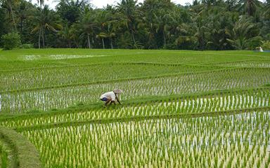 Vietnam developpe nouvelles cultures exportation