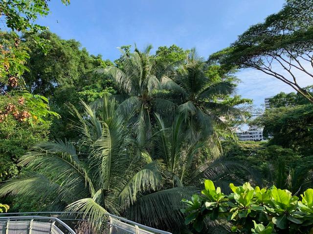 Un beau parc verdoyant à Singapour sous un ciel bleu azur