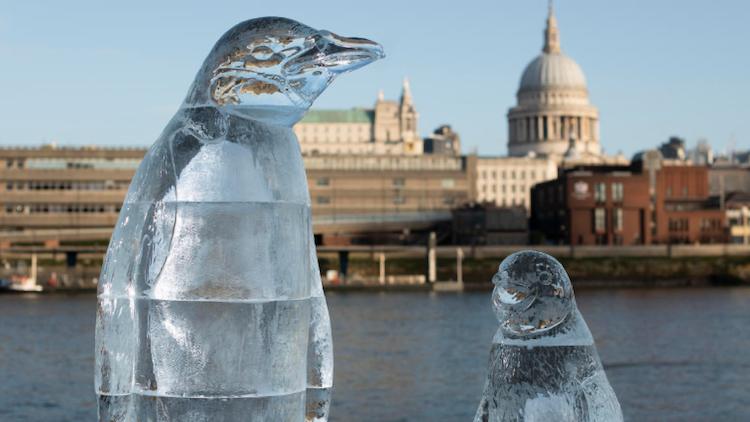 pingouins tamise londres environnement