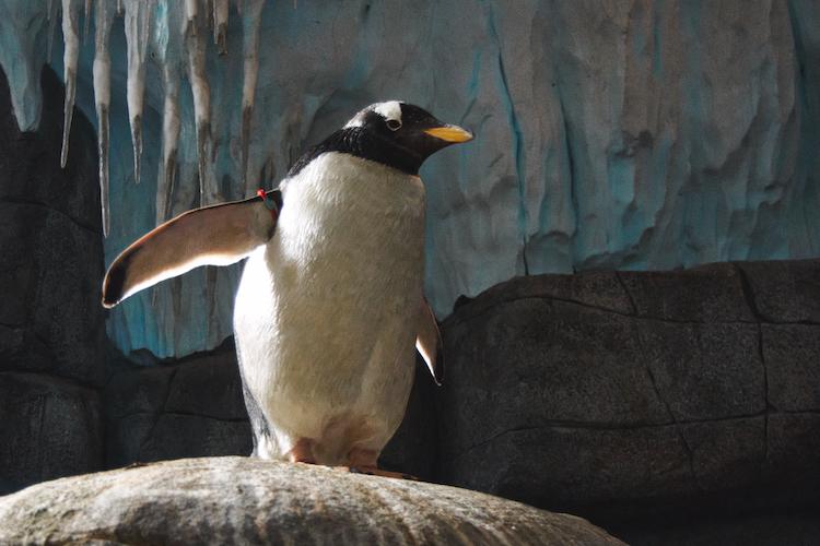 Pingouins aquarium Londres