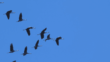 Danemark oiseaux migrateurs