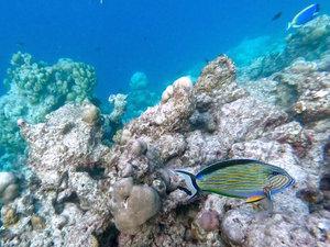 fonds marins maldive 1