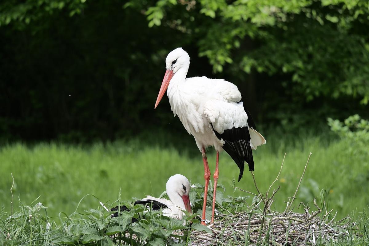 Cigognes retour réinsertion Angleterre