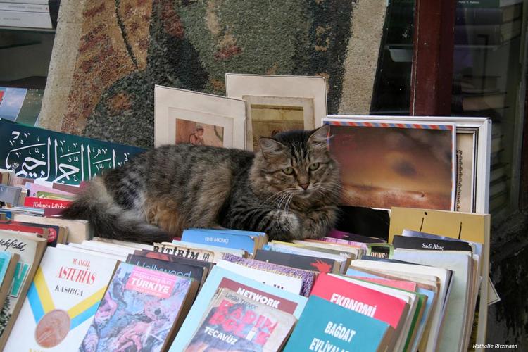 chat istanbul