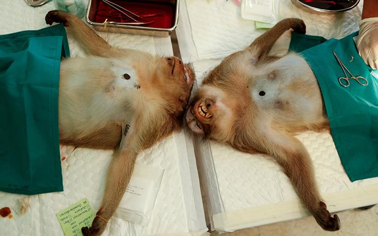 Macaque-Singe-Lop-buri-Sterilisation