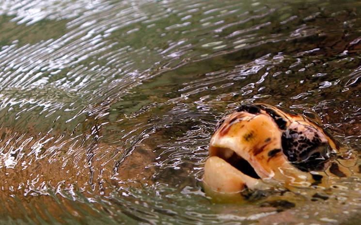 Tortue-Imbriquee-Thailande