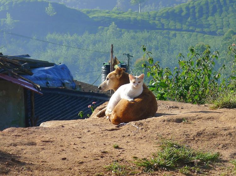 droit des animaux Turquie