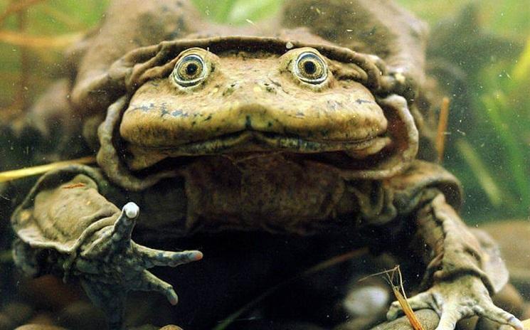 grenouille géante titicaca pérou Telmatobius culeus