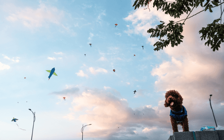 cerf-volant vietnam photo adrien jean