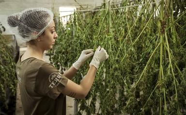 légalisation cannabis nouvelle zélande