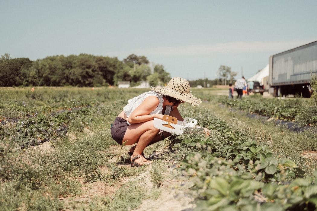 Strawberry picking 