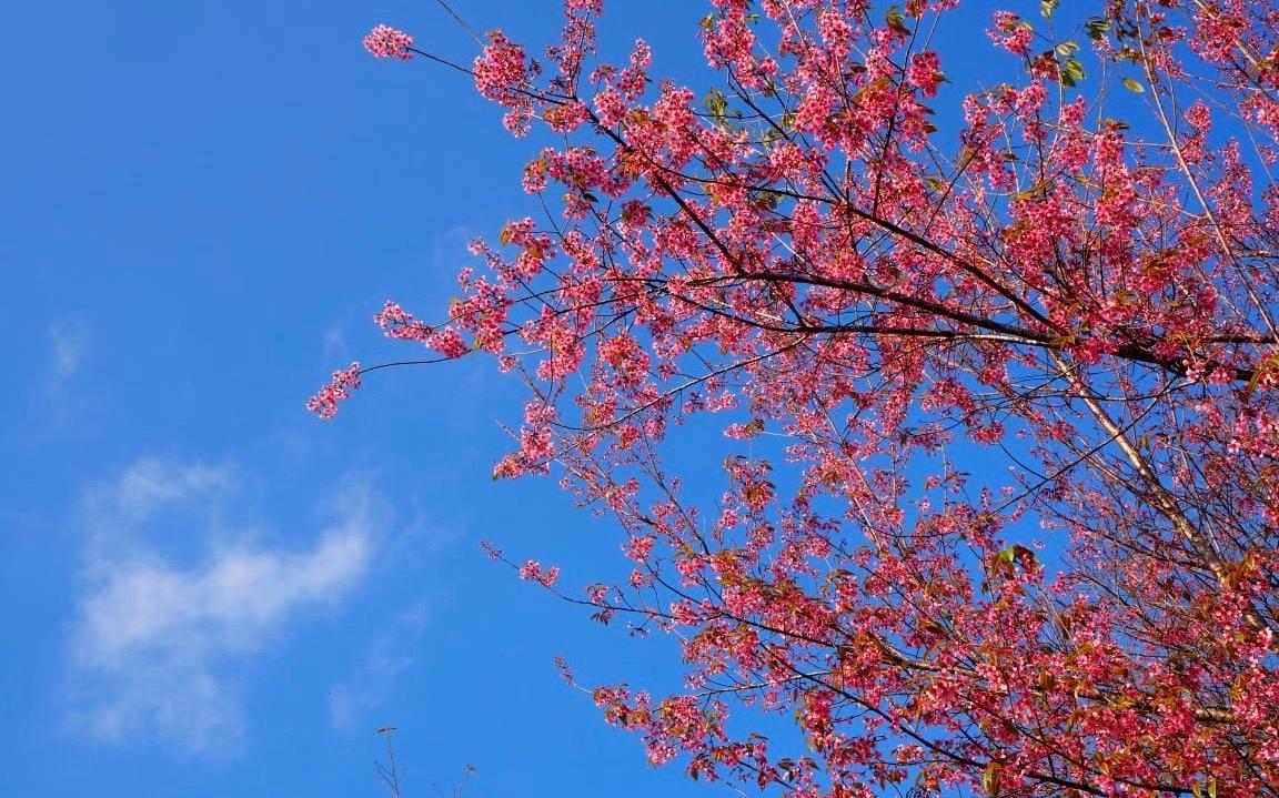 cerisiers en fleurs chiang mai