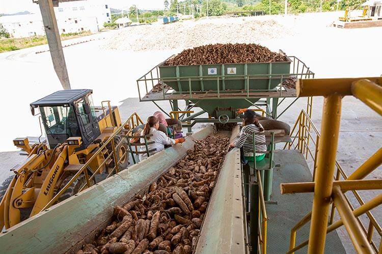 UNDP Manioc Cambodge