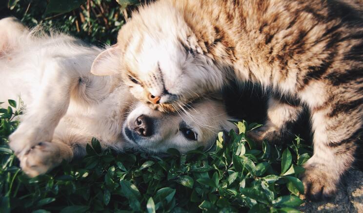 animaux domestiques covid vaccin variant