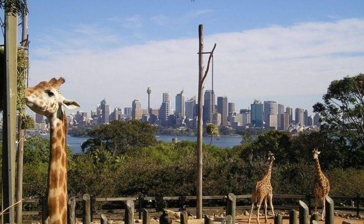 zoo taronga sydney