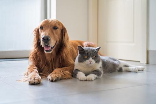 chiens chats Turquie identité