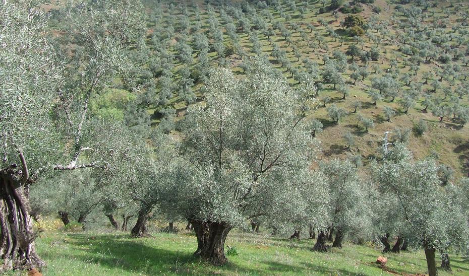 Oliviers dans la campagne de Jaen