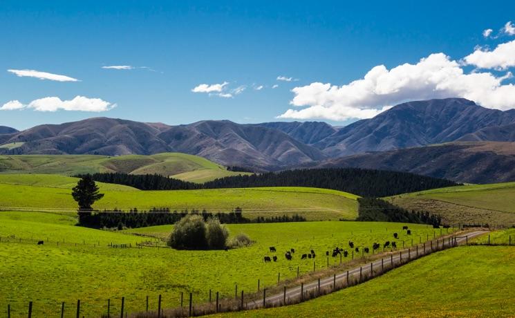 Paysage vert de nouvelle zélande