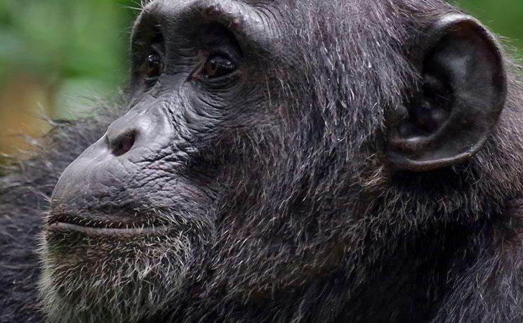 Le chimpanzé Mogli qui est mort au zoo de Sydney 