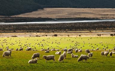 champ avec des moutons en Nouvelle-Zélande