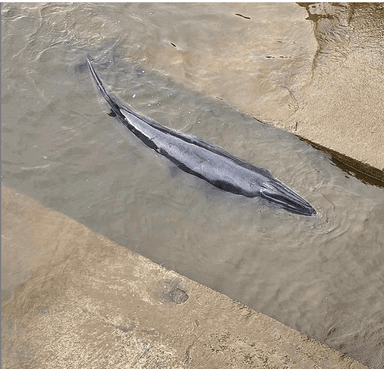 La petite baleine dans une écluse de la Tamise