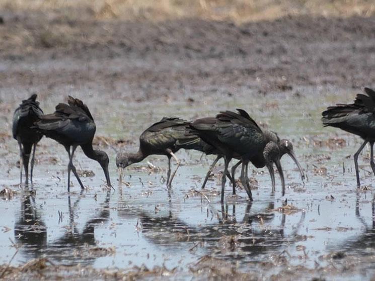 des ibis falcinelles au cambodge 