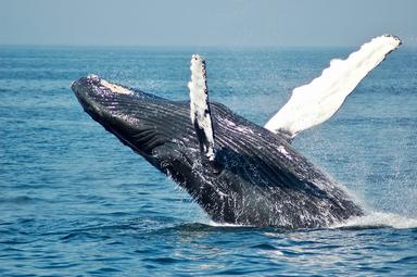 Une baleine sort de l'eau