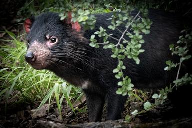 Photo d'un diable de Tasmanie